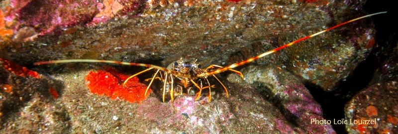 Langouste rouge